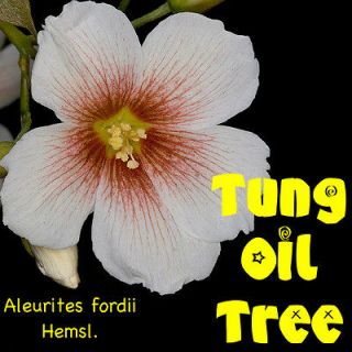 TUNG OIL Tree COLORFUL Flowering Tree Aleurites fordii Hemsl LIVE