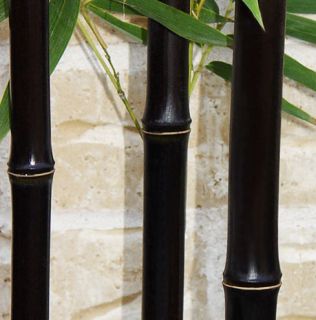 Live BLACK BAMBOO Potted Plant   P. Nigra   Cold Hardy   Div. from