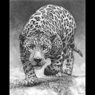 Wildlife Animal Big Cat Art Signed Print Drawing Sketches Picture