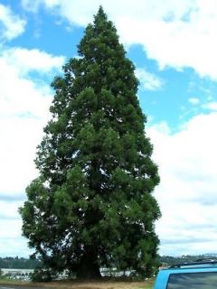 Giant Sequoia, Sequoiadendron giganteum, Tree Seeds