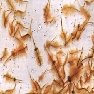 Brine Shrimp Eggs (Artemia Cysts) 425g can of 90% Hatch