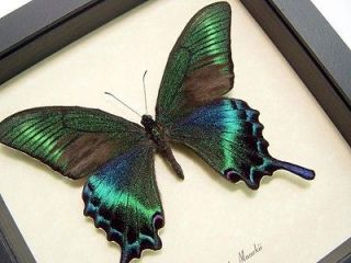Green 5 unmounted butterfly papilionidae Papilio maackii SPRING FORM