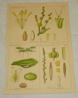 1848 Antique COLOR Floral Print/BURREED, DUCKWEED, MARSH ARROW GRASS