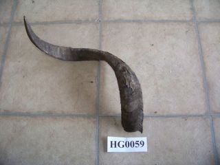 Goat horn from texas catalina goat for crafts HG0059