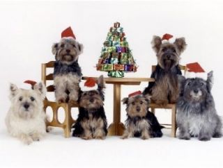 Pet Bulk Lot 80 Christmas CardsDog Cairn Terrier & Yorkie   Yorkshire