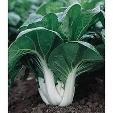 Heirloom Chinese Cabbage (bok choy, bak choi )Seeds