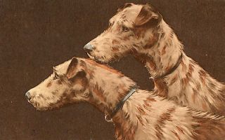 or TERRIER DOGS POSTCARD Pub; by E.W. SAVORY LTD BRISTOL A. CLIFTON
