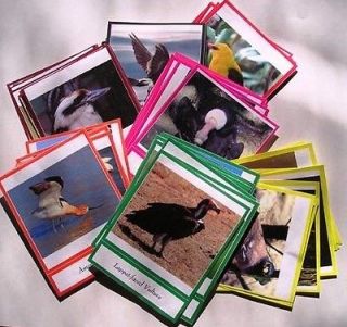 WORLD BIRDS CARDS Elementary Science Zoology Montessori Materials