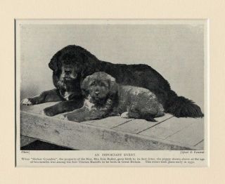 Tibetan Mastiff Original Dog Print 1934 Dog And Puppy