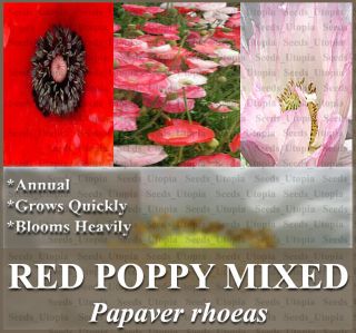 10,000 POPPY RED MIXED Flower Seeds Papaver rhoeas BLOOMS HEAVILY