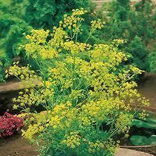 DILL, BOUQUET, HEIRLOOM, ORGANIC 25+ SEEDS, GREAT FRESH OR DRIED HERB