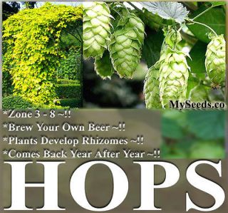 BULK HOPS Humulus lupulus Seeds Brew Your OWN BEER TODAY   COMES BACK