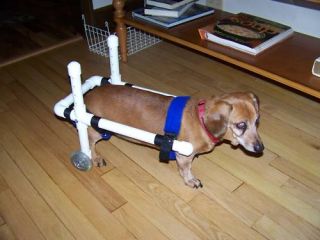 Dog Wheelchair, Dachshund WheelChairs, small dog wheelchairs, pet