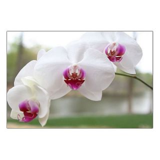 Trademark Global Inc White Orchid Canvas Art by Cary Hahn   CH7525 C1419GG